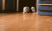puppy cure GIF