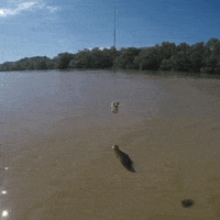 Crocodile Animal Tricks GIF