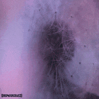 color flower GIF by Psyklon