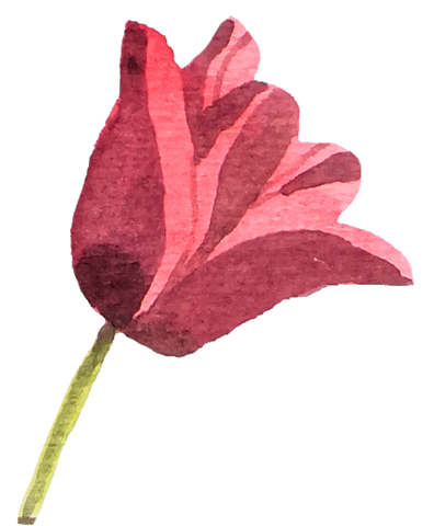 Tulip Sticker