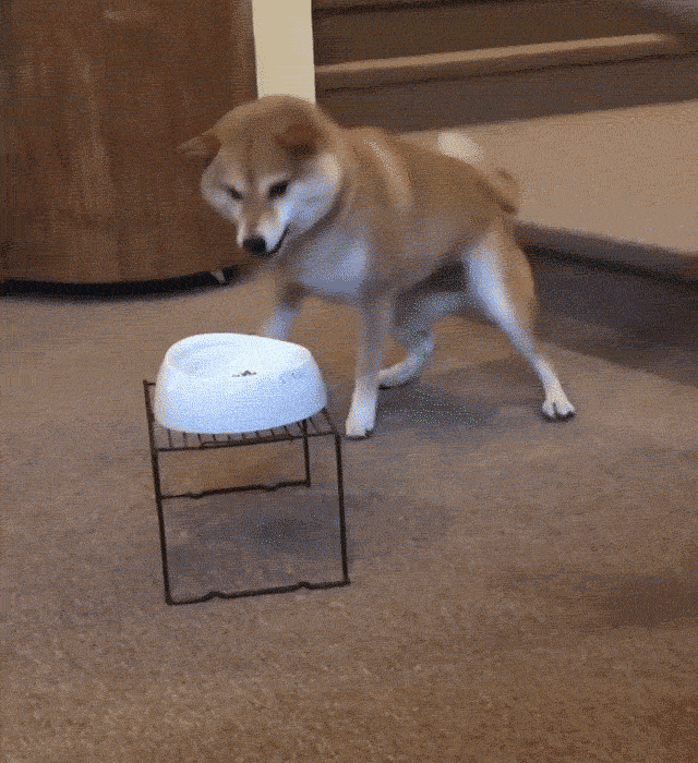 cuteanimalland giphyupload GIF