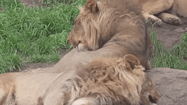 OaklandZoo giphyupload animals california wildlife GIF