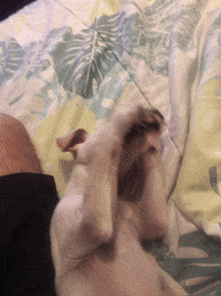 Dog GIF by Bartini Orlando
