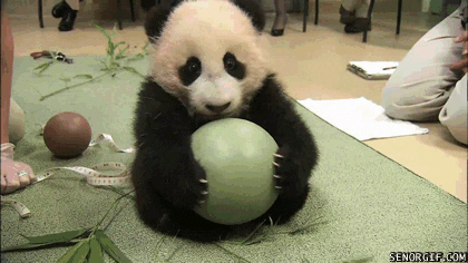 sitting panda bear GIF by Cheezburger
