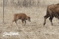 GIF by South Dakota Tourism
