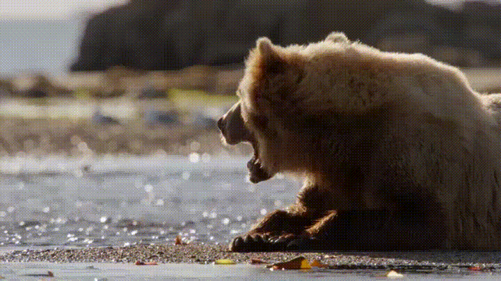 bear GIF