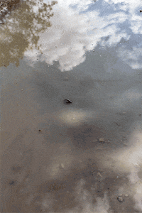 Sky Word GIF