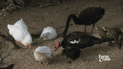 bird nom GIF by CBC