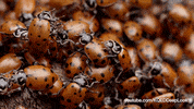 GIF by KQEDScience