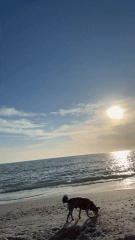 vilecoyote giphyupload GIF
