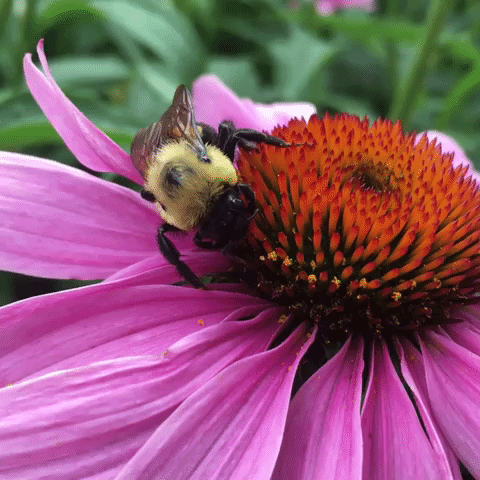 Bumble Bee Flower GIF by U.S. Fish and Wildlife Service
