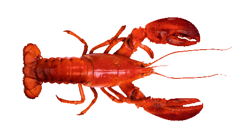 Ocean Lobster Sticker by Neurads