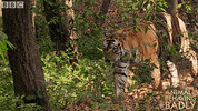 tiger deer GIF by BBC