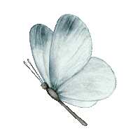 Butterfly Sticker