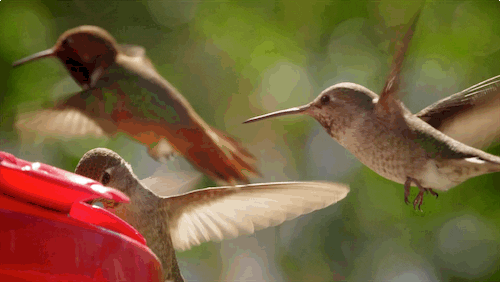 Fly Tick GIF by PBS Digital Studios