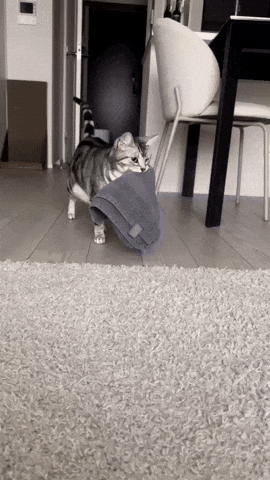 cuteanimalland giphyupload GIF