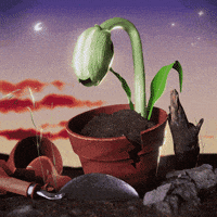 bevlak  GIF