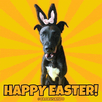 Dog Puppy GIF