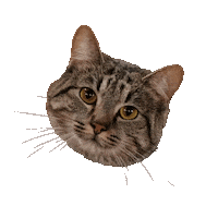 Foxcmkgame Sticker by Call Me Kat