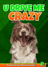 Love You Taylor GIF by PetJuvenate - PJ