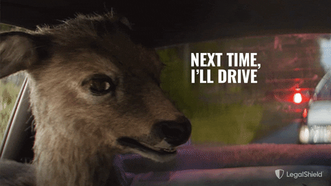 LegalShield giphyupload scared driving deer GIF