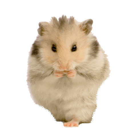 hamster STICKER by imoji