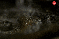 International Coffee Day GIF by BuzzFeed
