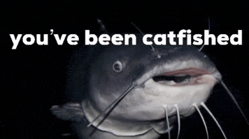 Catfish Notlying GIF