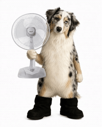 Dog GIF