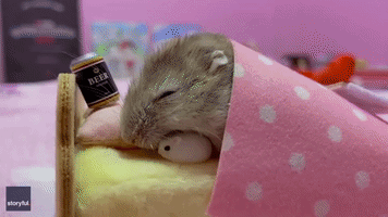 Hamster Snoozes Beside Miniature Beer Can