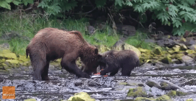 Brown Bear Family Shares Salmon Feast in Juneau, Alaska