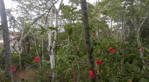 danielguimond arteduro GIF