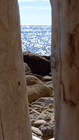 Simongip giphygifmaker GIF