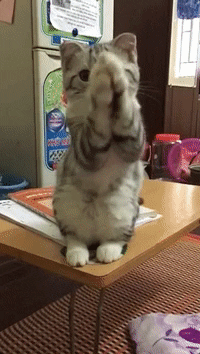 GIF by ViralHog