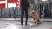 Dog Lay GIF by Atlanta United