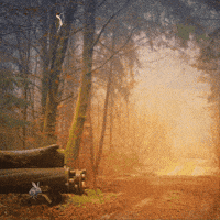 Lest We Forget Victory GIF by TeaCosyFolk