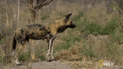 nat geo wild GIF by Savage Kingdom