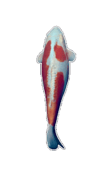 Japan Swimming Sticker by EDGARDUDE