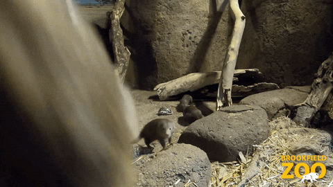 Excuse Me Babies GIF by Brookfield Zoo