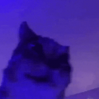 Silly Cat Shaking GIF