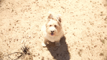 Dog Dmt GIF by Bay Ledges