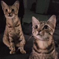Back And Forth Cat GIF