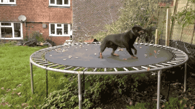 dog trampoline GIF