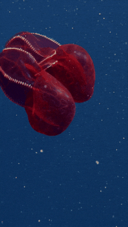 Into The Deep Jelly GIF by Monterey Bay Aquarium