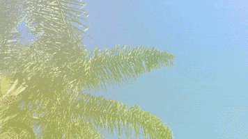 avaylen art skate surf street GIF