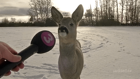 Neitherthisnorthat GIF