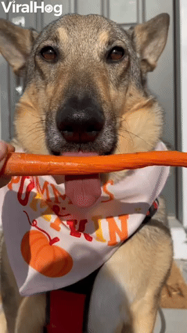 Minnesota Dog Munches on Carrot