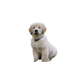 Golden Retriever Dogs Sticker by Waggin’ Tails
