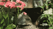 bird walk GIF by CBC