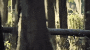 texas GIF
